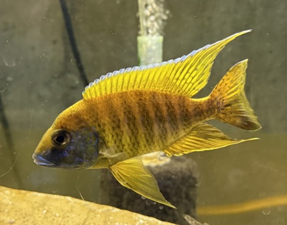 Aulonocara Stuargranti Maleri