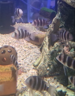 Cyphotilapia frontosa "Burundi"