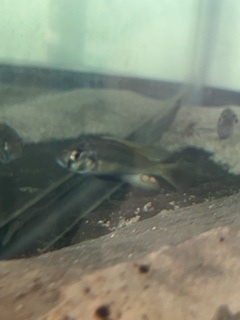 Enterochromis paropius