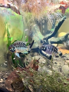 Ivanacara bimaculata