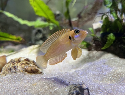 Lamprologus ocellatus 'Gold'