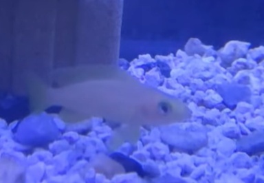 Neolamprologus leleupi