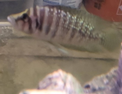 Altolamprologus calvus