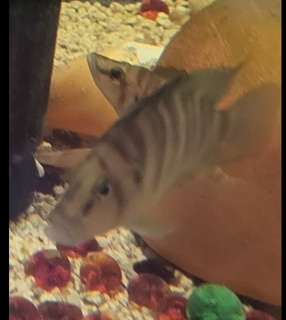 Altolamprologus compressiceps "Yellow Fin"