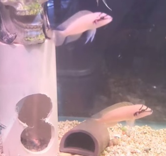 Chalinochromis brichardi