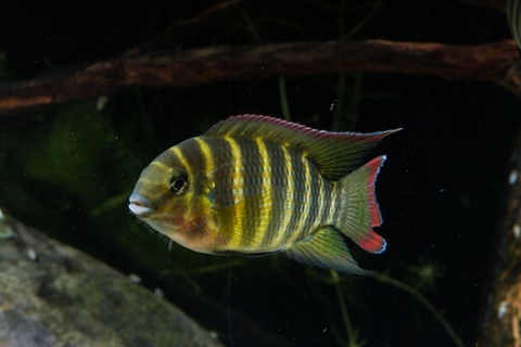 Coelotilapia joka