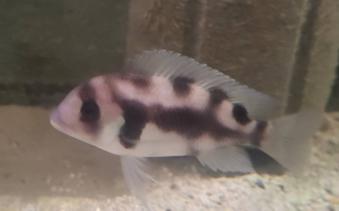 Cyphotilapia frontosa "Black Widow"