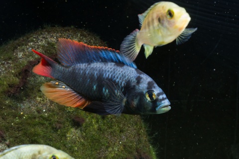 Haplochromis sp. 'cherry fin'