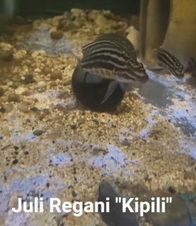 Julidochromis regani "Kipili"