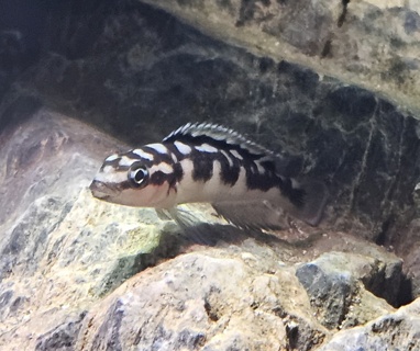 Julidochromis sp. "Kombe"