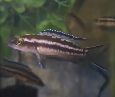 Neolamprologus buescheri "Kachese"
