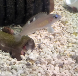 Neolamprologus kungweensis