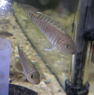 Neolamprologus similis