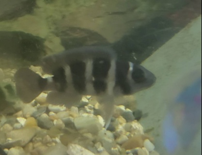 Neolamprologus tretocephalus