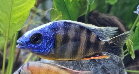 Protomelas sp. "Steveni Taiwan"