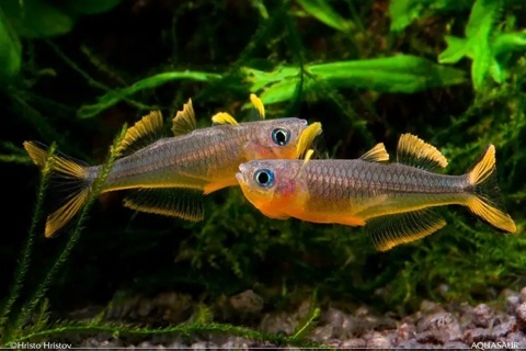 Pseudomugil Furcatus