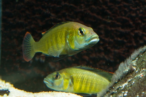 Thoracochromis pharyngalis