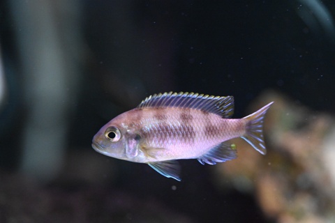 Metriaclima lanisticola