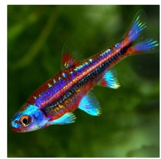 Hydrophlox chrosomus