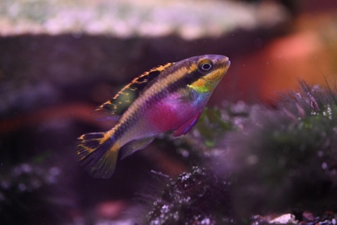 Pelvicachromis taeniatus Moliwe
