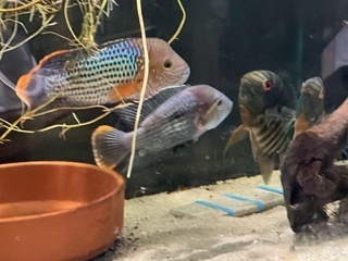 Andinoacara rivulatus