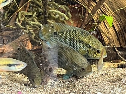 Cichlasoma sp. 'Ruta 44' Golden Acara