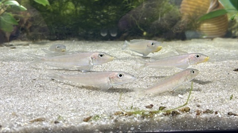 Enantiopus sp. 'kilesa' F1