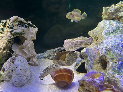 Lamprologus callipterus