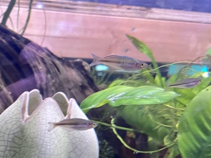 Melanotaenia boesemani - Rosario LaCorte