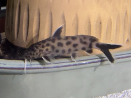 Synodontis lucipinnis