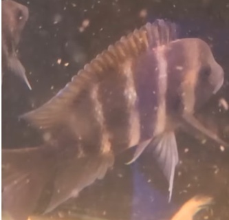 Cyphotilapia frontosa "Kigoma"