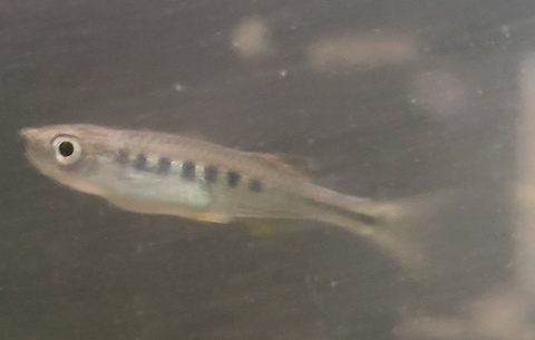 Inlecypris auropurpureus