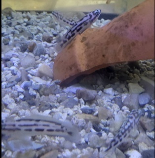 Julidochromis transcriptus