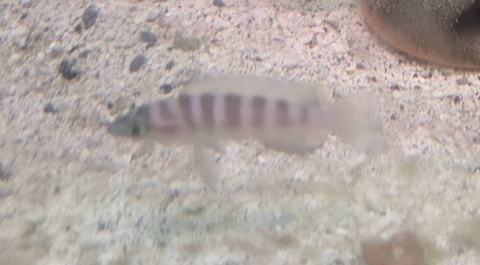 Neolamprologus cylindricus