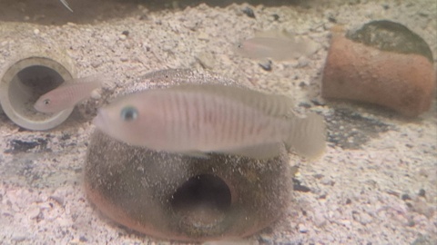 Neolamprologus multifasciatus