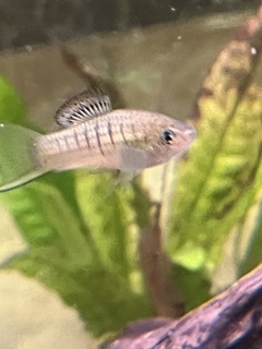 Xiphophorus nezahualcoyotl