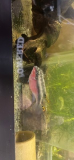 Pelvicachromis pulcher