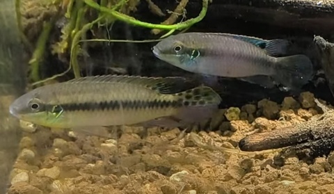 Enigmatochromis lucanusi