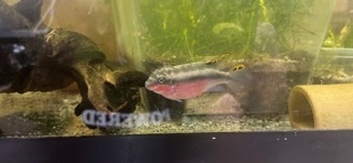 Pelvicachromis pulcher