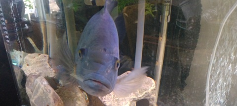 Heterotilapia buttikoferi