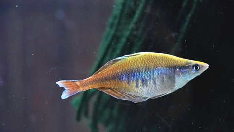 Chilatherina bleheri