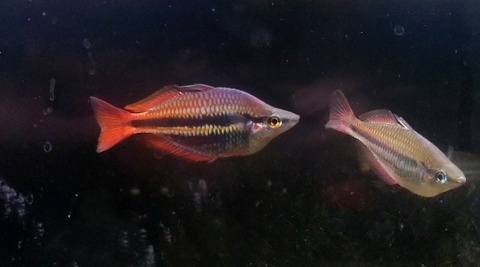 Melanotaenia trifasciata