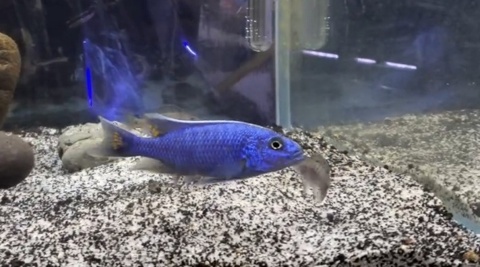 Scieanochromis fryeri