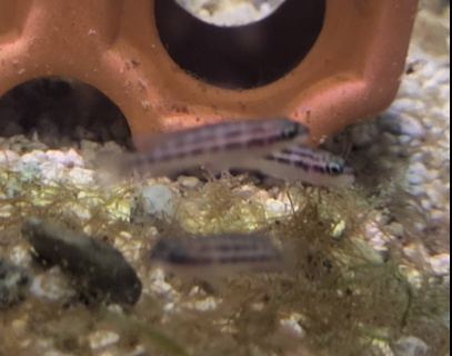 Julidochromis dickfeldi