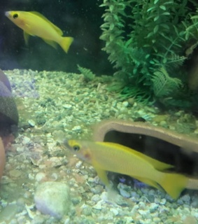 Neolamprologus leleupi