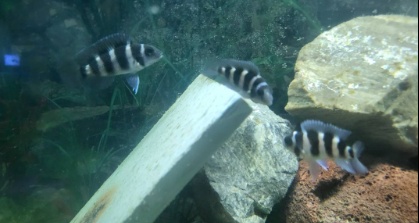 Neolamprologus tretocephalus