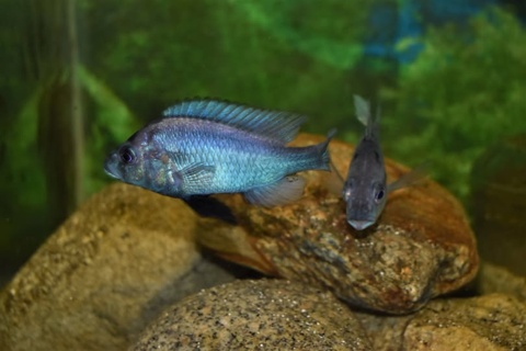 Gaurochromis empodisma
