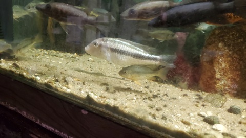 Haplochromis (Harpagachromis) sp. '2 stripe white lip'