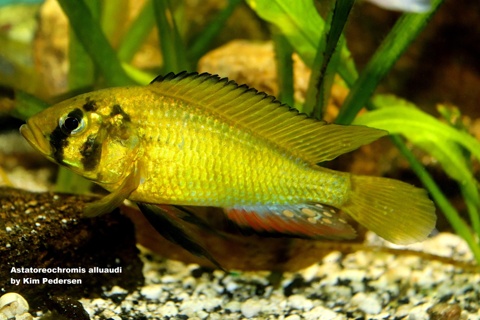 Astatoreochromis alluaudi