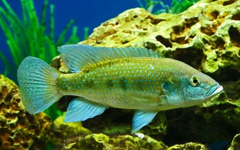 Tristramella simonis